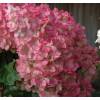 Hortnsia de panculas 'Vanille Fraise'