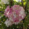 Hortnsia de panculas 'Vanille Fraise'