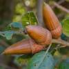 Carvalho agrifolia