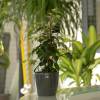 Ficus + Cachep Antracite