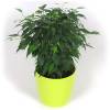 Ficus + Cachep Verde Limo