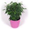 Ficus + Cachep Rosa
