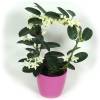 Jasmim de Madagascar + Cachep Rosa