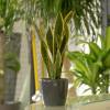 Sansevieria + Cachep Antracite