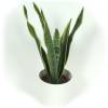 Sansevieria + Cachep Branco