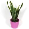 Sansevieria + Cachep Rosa