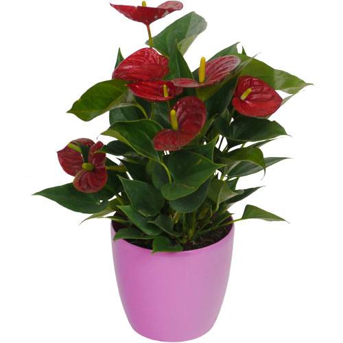 Antúrio velmelho + Cachepô Rosa