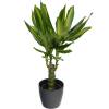 Dracaena Massangeana + Cachep Antracite