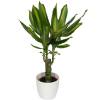 Dracaena Massangeana + Cachep Branco