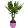 Dracaena Massangeana + Cachep Rosa