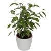 Ficus Golden King + Cachep Branco