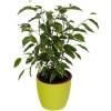Ficus Golden King + Cachep Verde Limo