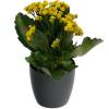 Kalanchoe amarelo + Cachep Antracite