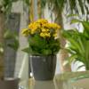 Kalanchoe amarelo + Cachep Antracite