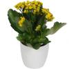 Kalanchoe amarelo + Cachep Branco