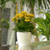 Kalanchoe amarelo + Cachep Branco