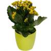 Kalanchoe amarelo + Cachep Verde Limo
