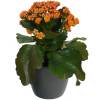 Kalanchoe laranja + Cachep Antracite