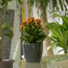 Kalanchoe laranja + Cachep Antracite