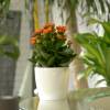 Kalanchoe laranja + Cachep Branco