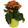 Kalanchoe laranja + Cachep Verde Limo