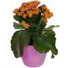 Kalanchoe laranja + Cachep Rosa