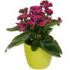 Kalanchoe rosa + Cachep Verde Limo