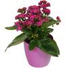 Kalanchoe rosa + Cachep Rosa