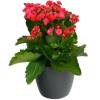 Kalanchoe velmelho + Cachep Antracite