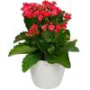 Kalanchoe velmelho + Cachep Branco