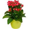 Kalanchoe velmelho + Cachep Verde Limo