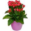 Kalanchoe velmelho + Cachep Rosa