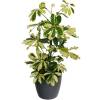 Schefflera Dalton + Cachep Antracite