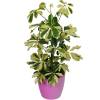 Schefflera Dalton + Cachep Rosa