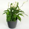 Spathiphyllum + Cachep Antracite