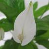 Spathiphyllum + Cachep Antracite