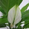 Spathiphyllum + Cachep Branco