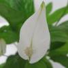 Spathiphyllum + Cachep Branco