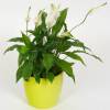 Spathiphyllum + Cachep Verde Limo