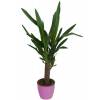 Yuca 1 Tronco + Cachep Rosa