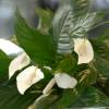 Planta de interior Spathiphyllum + Cachep Branco