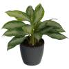 Aglaonema Silver Bay + Cachep Antracite