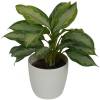 Aglaonema Silver Bay + Cachep Branco