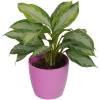 Aglaonema Silver Bay + Cachep Rosa