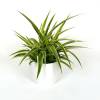 Planta Aranha Ocean + Cachep Branco