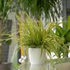 Planta Aranha Ocean + Cachep Branco