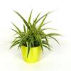 Planta Aranha Ocean + Cachep Verde Limo
