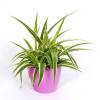 Planta Aranha Ocean + Cachepô Rosa