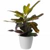 Croton Excellent  + Cachep Branco