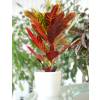 Croton Excellent  + Cachep Branco